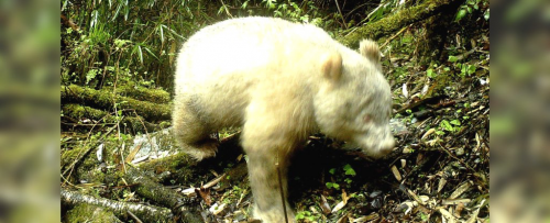 Camera Captures Photo Of Rare Albino Giant Panda Cub In China - KoolSci