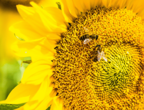Honey bees threaten native pollinators in California