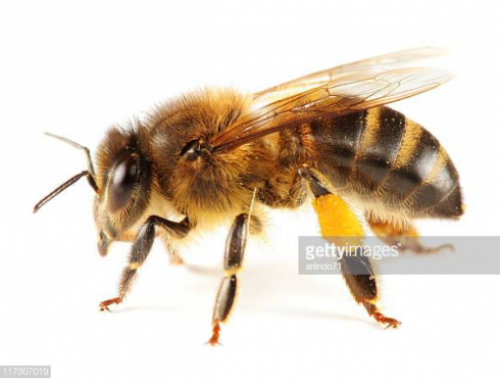 Bees play to the crowd when performing their “waggle dance”