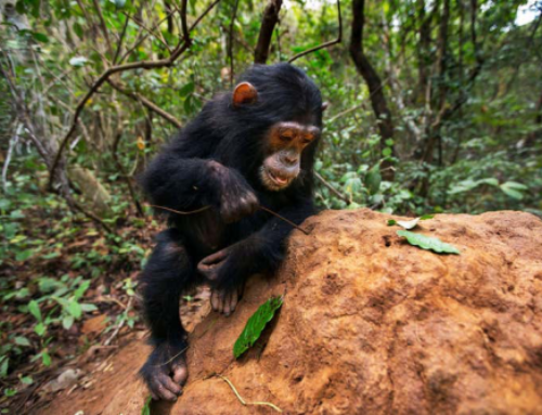 Chimpanzees enhance tool use through cultural exchanges