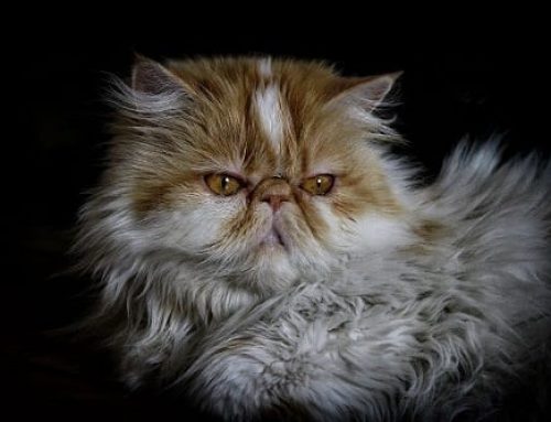 Cats with dementia show signs similar to Alzheimer’s
