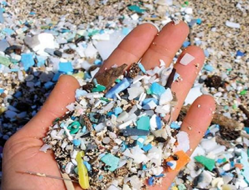 Study: Plastic bag bans reduce shoreline litter