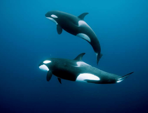 Orcas use kelp as massage tool for social bonding