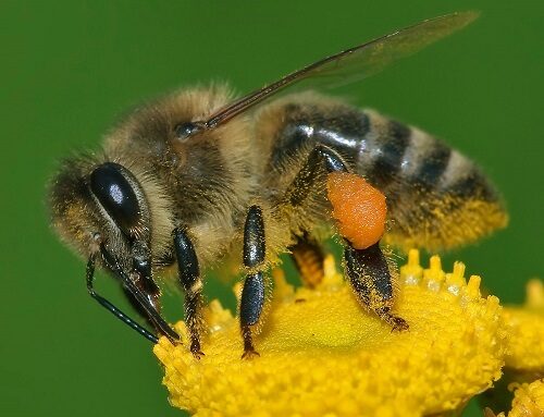 Bee sleep shows similarities with human sleep
