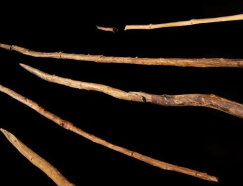 Ancient wood tools carve clearer picture of early hominins