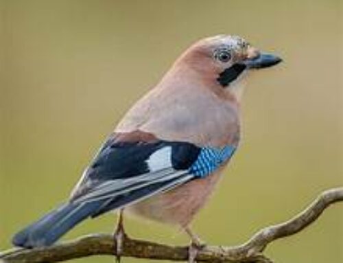 Eurasian jays may recall details to solve problems