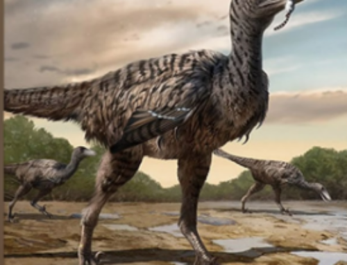 Footprints Reveal New 5-Meter Raptor Species In China
