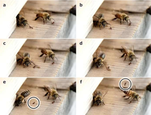 Japanese honeybees slap nest-invading ants with their wings to knock them away