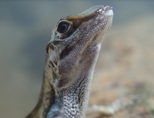 Lizard uses air bubble on head to breathe underwater