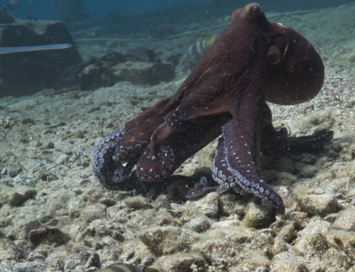 Octopuses may keep hunting teams in line with punches