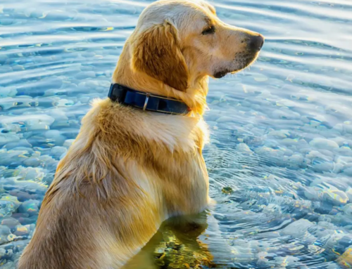 Training dogs to dunk could save their lives