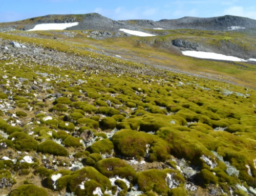 Antarctica’s plant growth has accelerated since 1986