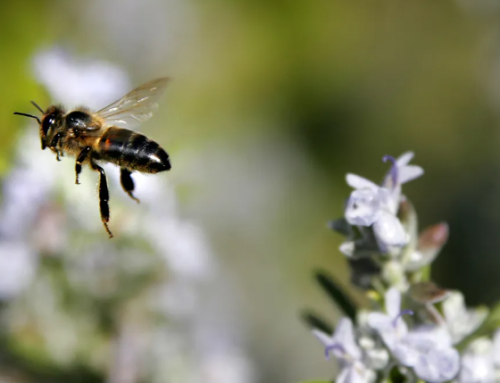 Pollution may disrupt bee navigation, pollination