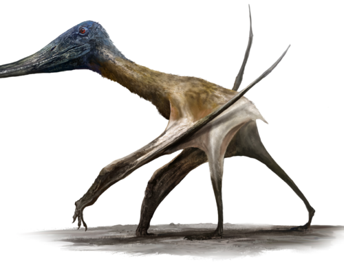 Before pterosaurs flew, they climbed and walked