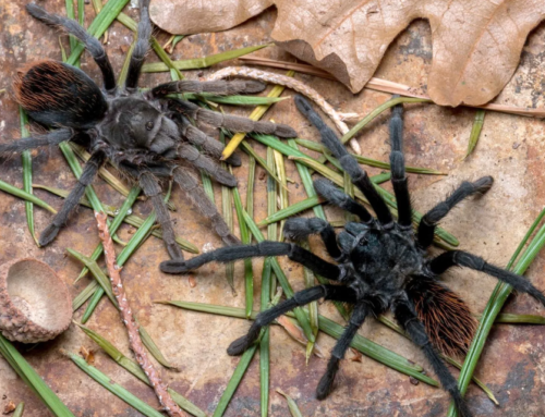 New tarantula species discovered in Ariz. mountains