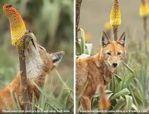 Study: Ethiopian wolves could help pollination