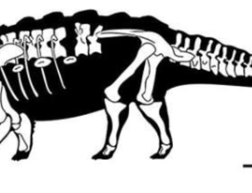 Ankylosaurid fossil in China reveals new species