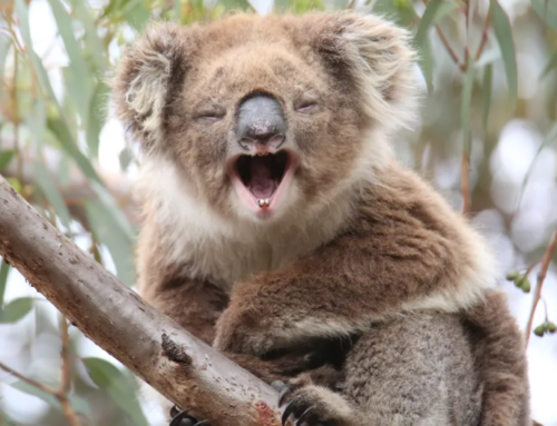 Koala nose patterns offer new identification method