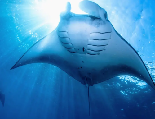 Mobula rays offer blueprint for advanced water filtration