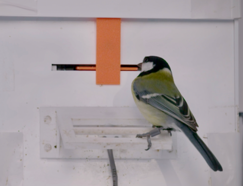 Immigrating birds adapt quickly through social learning