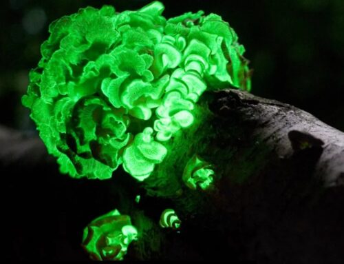 Scientists develop biohybrid with bioluminescent fungus (INTERACTIVE ARTICLE! Go to this address to participate in the study!) https://findingfluorescence.wixsite.com/home