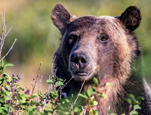 Grizzlies boost huckleberry growth by dispersing seeds