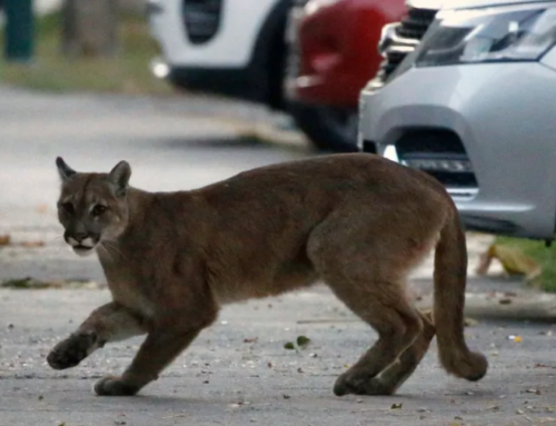 Mountain lions become nocturnal to avoid humans in L.A.