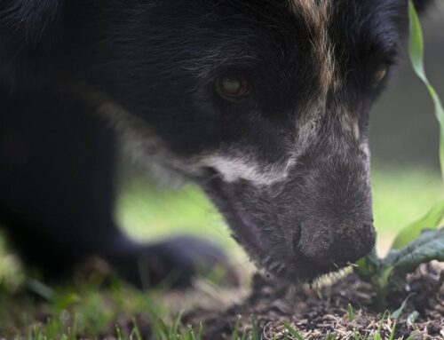 Protecting habitats key for survival of Andean bears