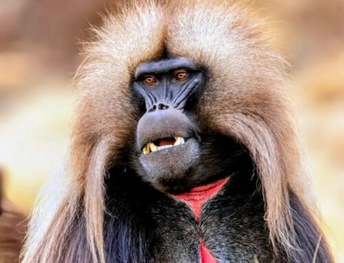 Alpha male baboons face health risks from stress