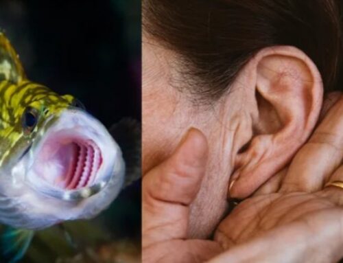 Human ears may have evolved from fish gills