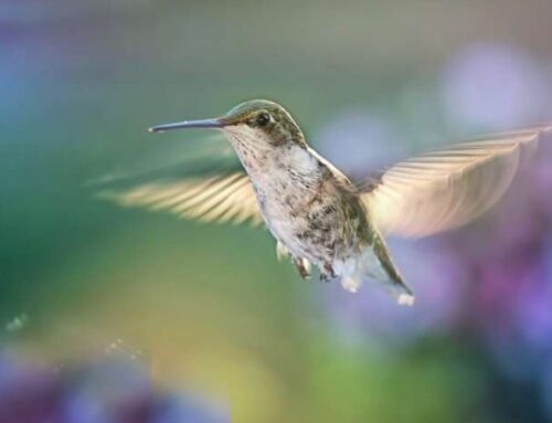 Mites use electric fields to move with hummingbirds