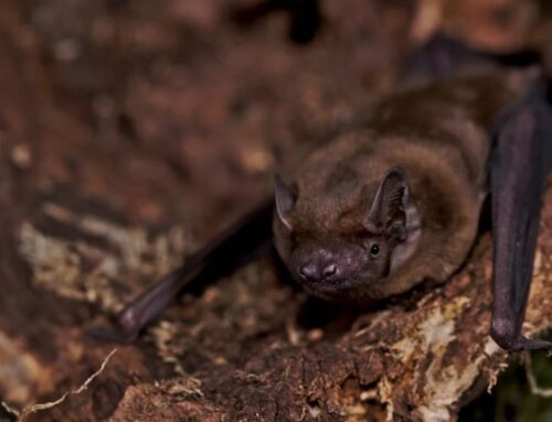 Migrating bats ride winds ahead of storms