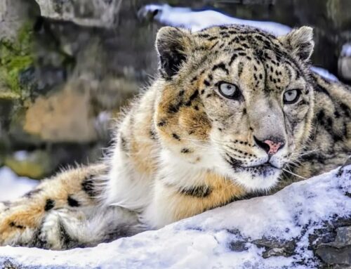 Research highlights snow leopards’ unique evolution