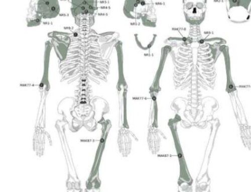 Evidence suggesting ancient cannibalism found in cave 