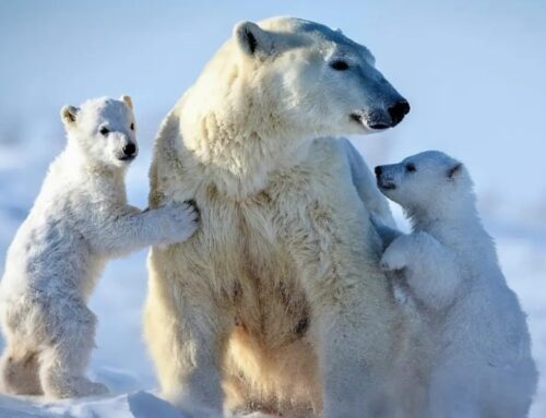 Polar bear fur’s natural grease shows resistance to ice