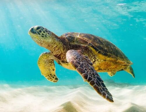 Sea turtles change nesting habits due to climate change