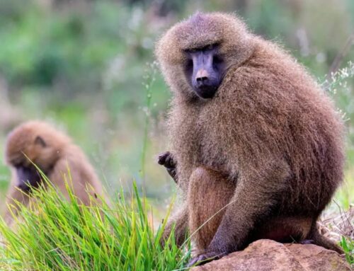 Female Guinea baboons favor skilled mates