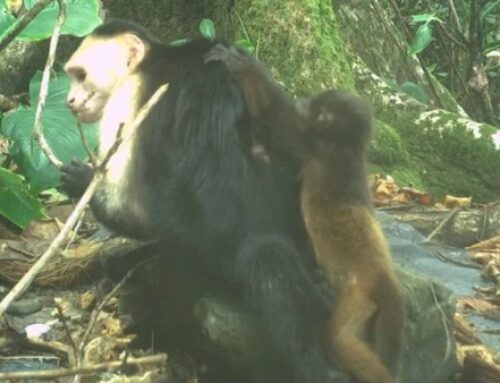 Capuchin monkeys are abducting newborn howlers