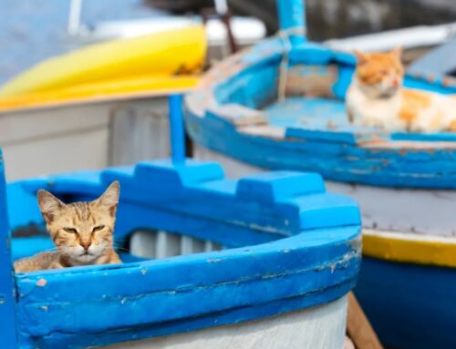 Cats began to conquer America in the 1500s