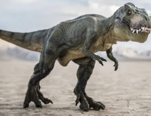 Study: T. rex likely evolved in North America