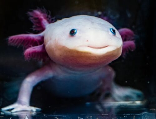 Axolotls reveal secrets of limb regeneration