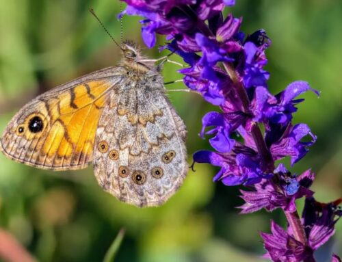 Butterflies’ adaptation to climate change has limits