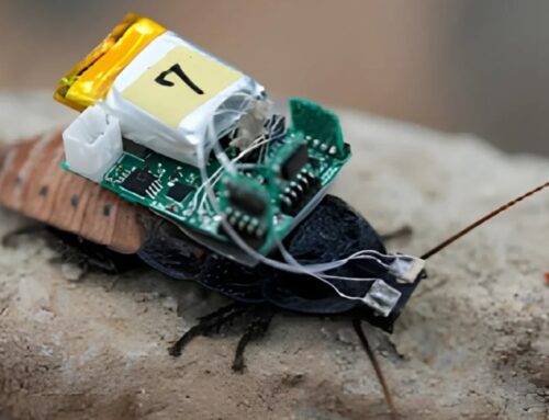 Cyborg cockroaches could help with disaster response