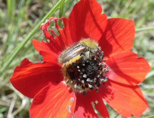 Study: Beetles in Mediterranean can see red flowers