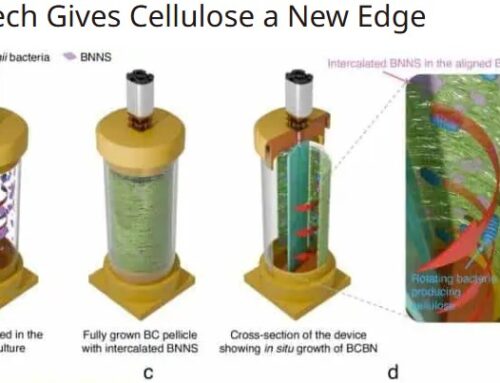 Bacterial cellulose sheets could replace plastics