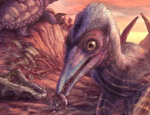 Pterosaur discovery sheds light on Triassic ecosystem