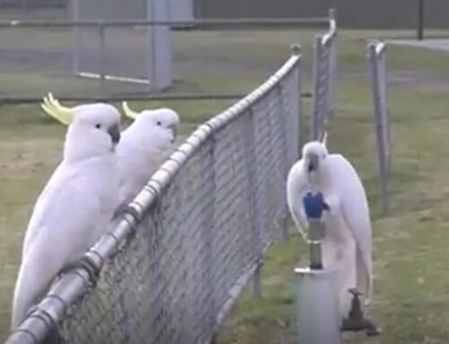 Wild cockatoos develop skill to use water fountains