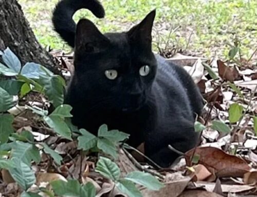 Pepper the cat aids virus-hunting scientists