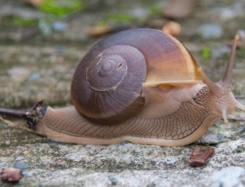 Apple snail’s eye regeneration could aid human therapy