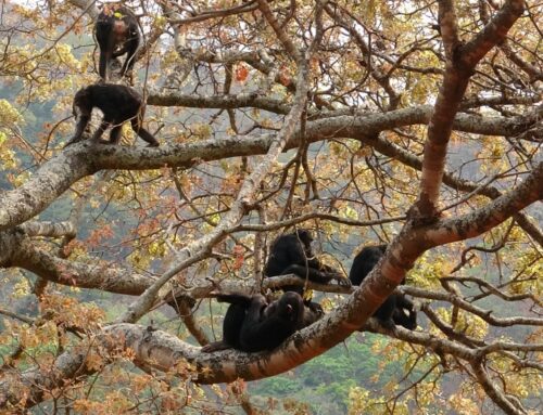 Study: Early humans may have walked upright in trees